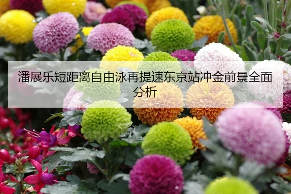 潘展乐短距离自由泳再提速东京站冲金前景全面分析