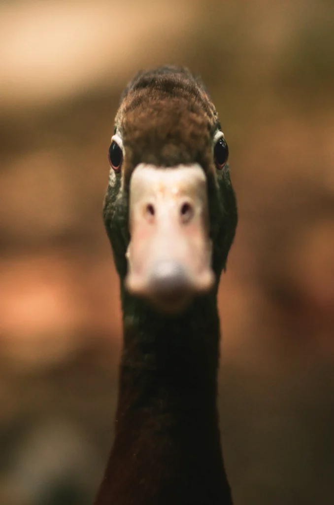 duck looking at me