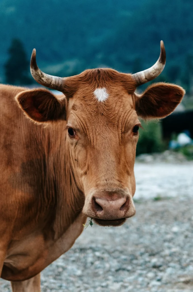 cow looking at me